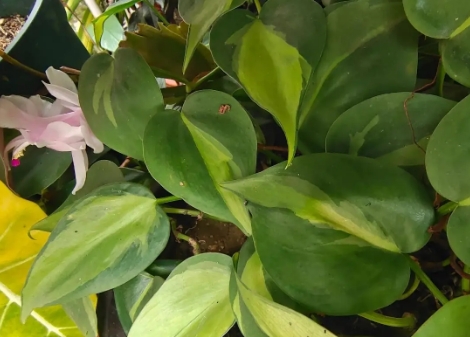 根毛在植物获取食物过程中的重要角色 