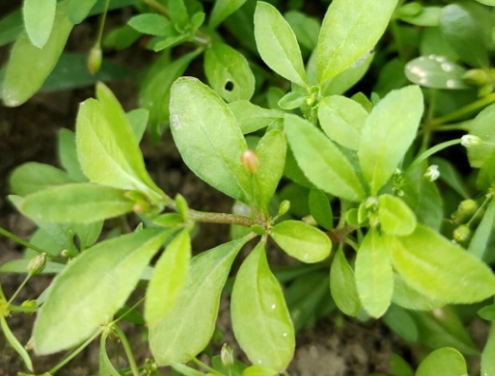 植物也会流汗 刷新了认知