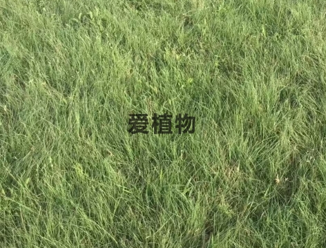 野牛草（禾本科草坪植物）