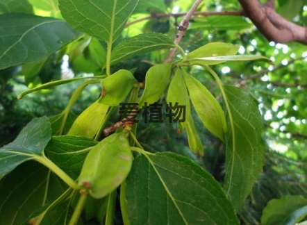 培育优质杜仲的栽培技巧和生长方式