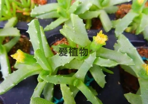 芳香波，番杏科楠舟属多肉植物