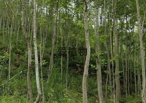 杜仲和杜仲炭有什么不同之处