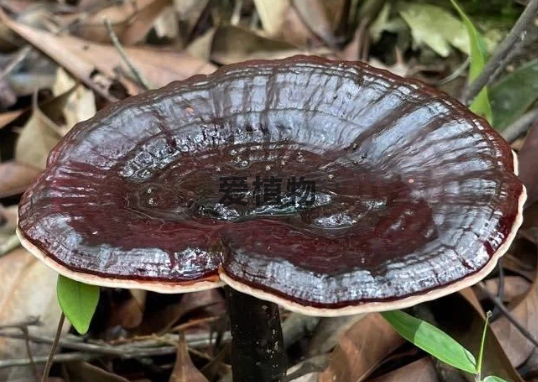 灵芝哪里有卖的？灵芝哪里买比较好？