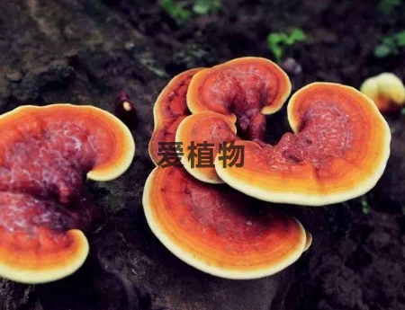 灵芝孢子粉