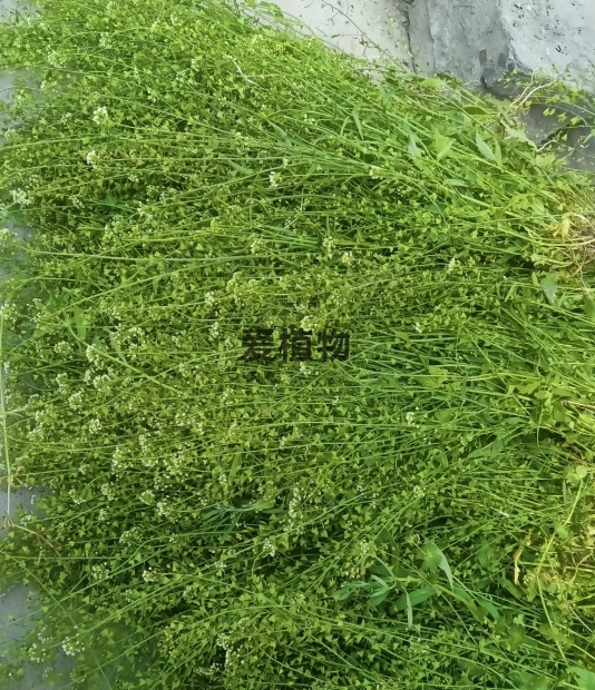 荠荠菜图片5老荠菜