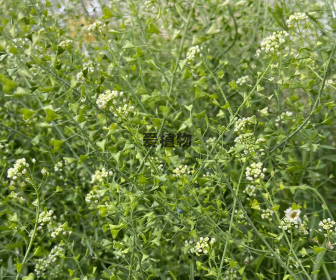 包裹荠菜种子的心形馕