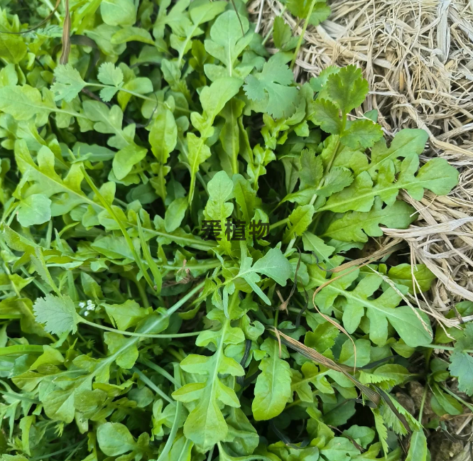 新鲜的野生荠菜实拍图片