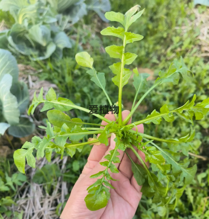 新鲜的野生荠菜实拍图片