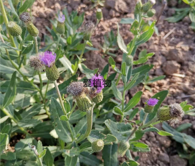 小蓟花图片(实拍)