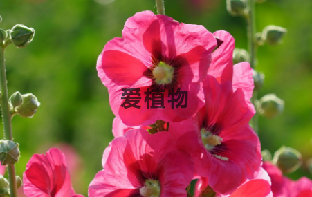 蜀葵（又名熟季花）