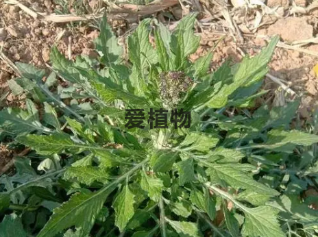 泥胡菜的主要特点及分布区域