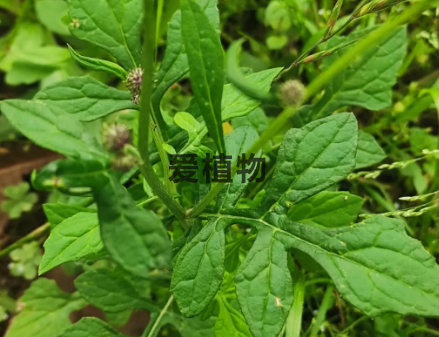 泥胡菜的书籍记载