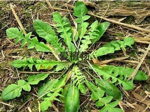 泥胡菜与荠菜的区别详解（这下能分清楚了）