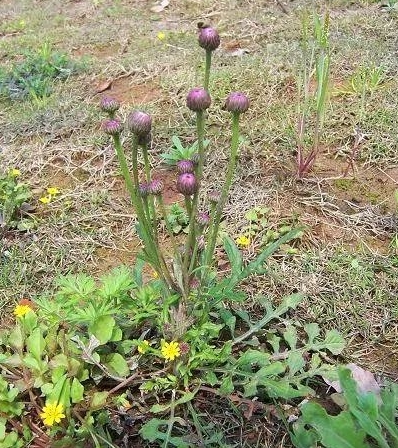 泥胡菜的花期