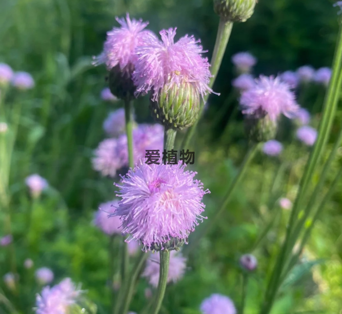 泥胡菜的花（图片实拍）