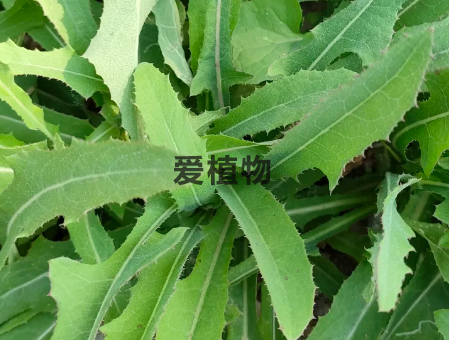 苣荬菜的别名别称