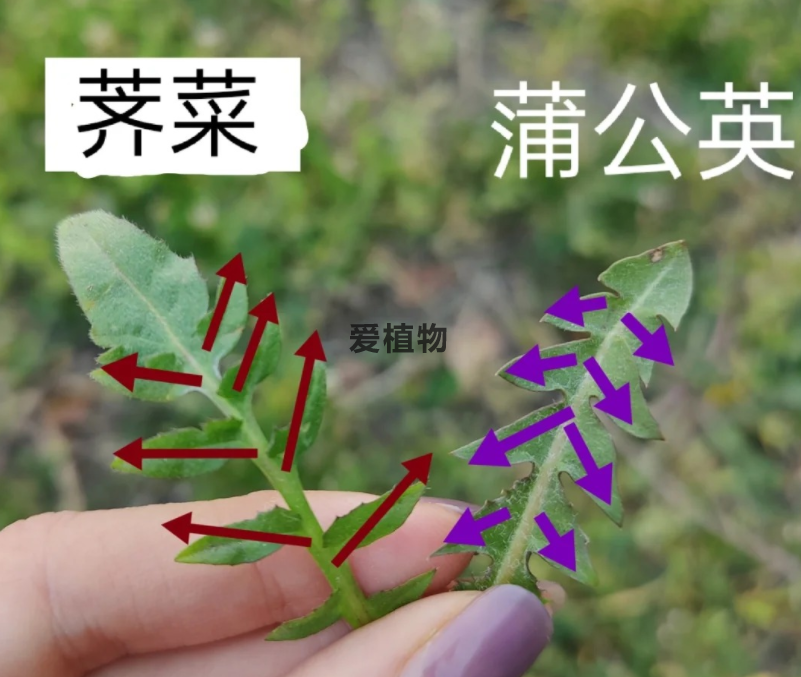 荠菜和蒲公英的区别图片