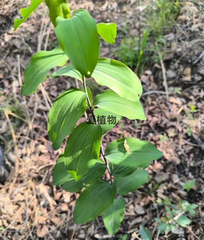 野生鸡头黄精采挖现场（图片）实拍1