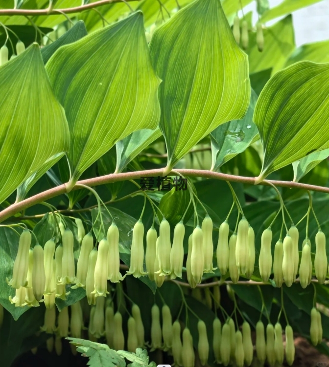 实拍野生黄精的花朵（图片）