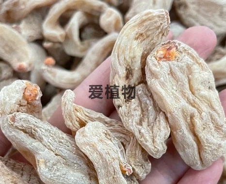 天麻的品种以及各品种的介绍