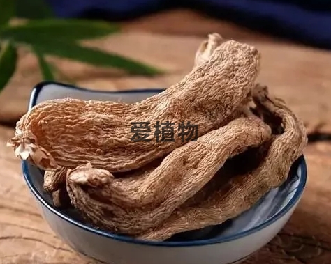 绿天麻