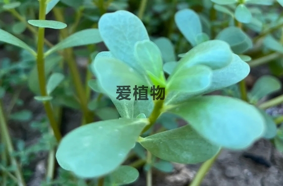 凉拌野菜马齿苋的吃法很受欢迎 教你做马齿苋